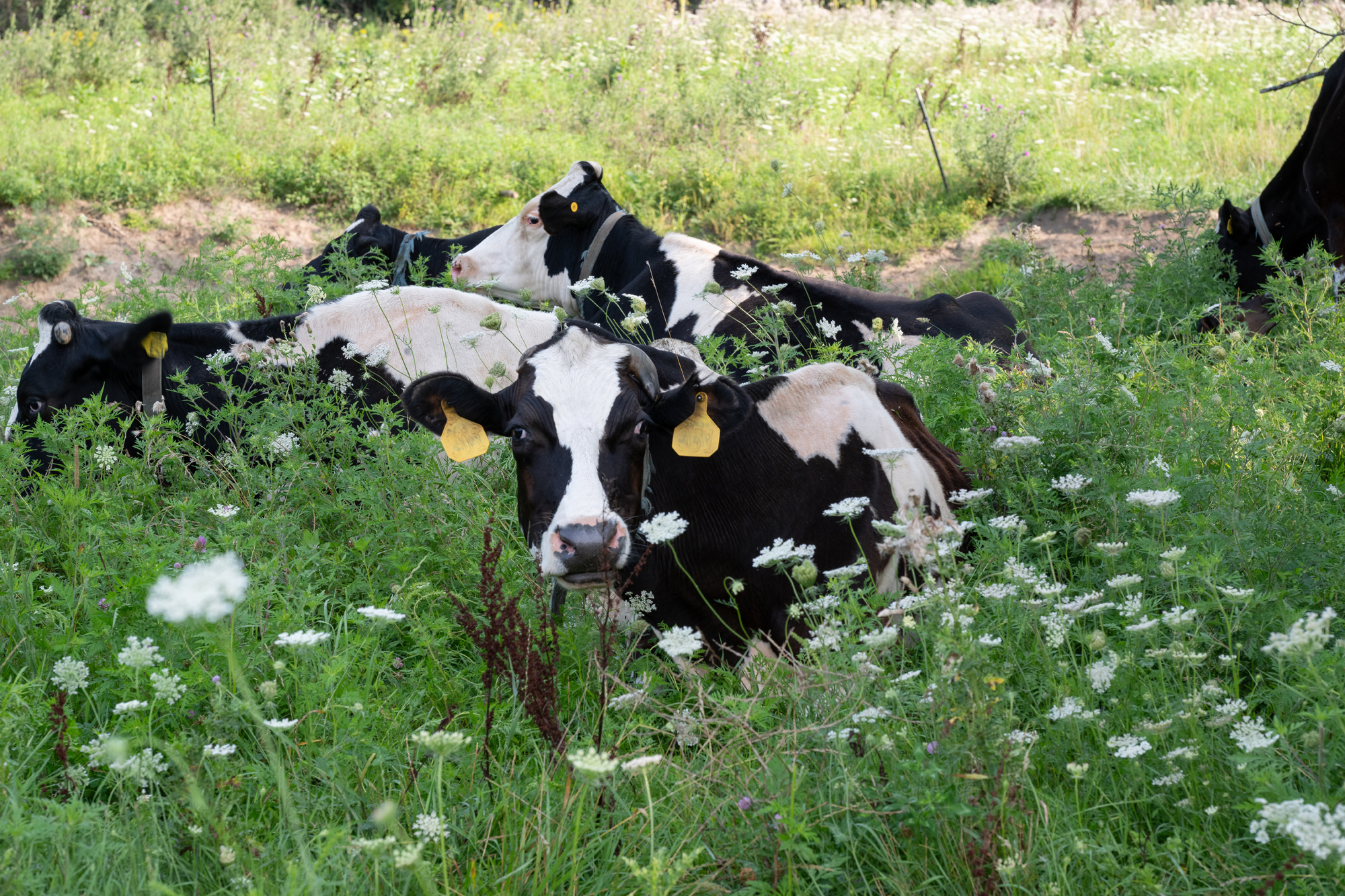 Green pastures at Ortman Farms