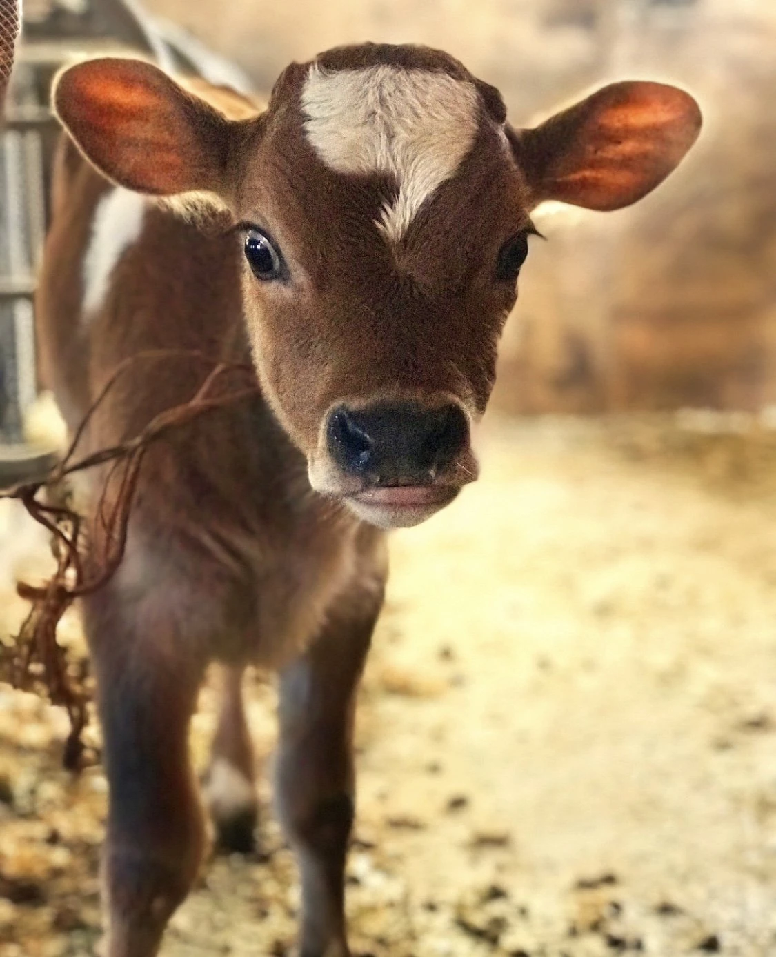 Baby calf on the farm