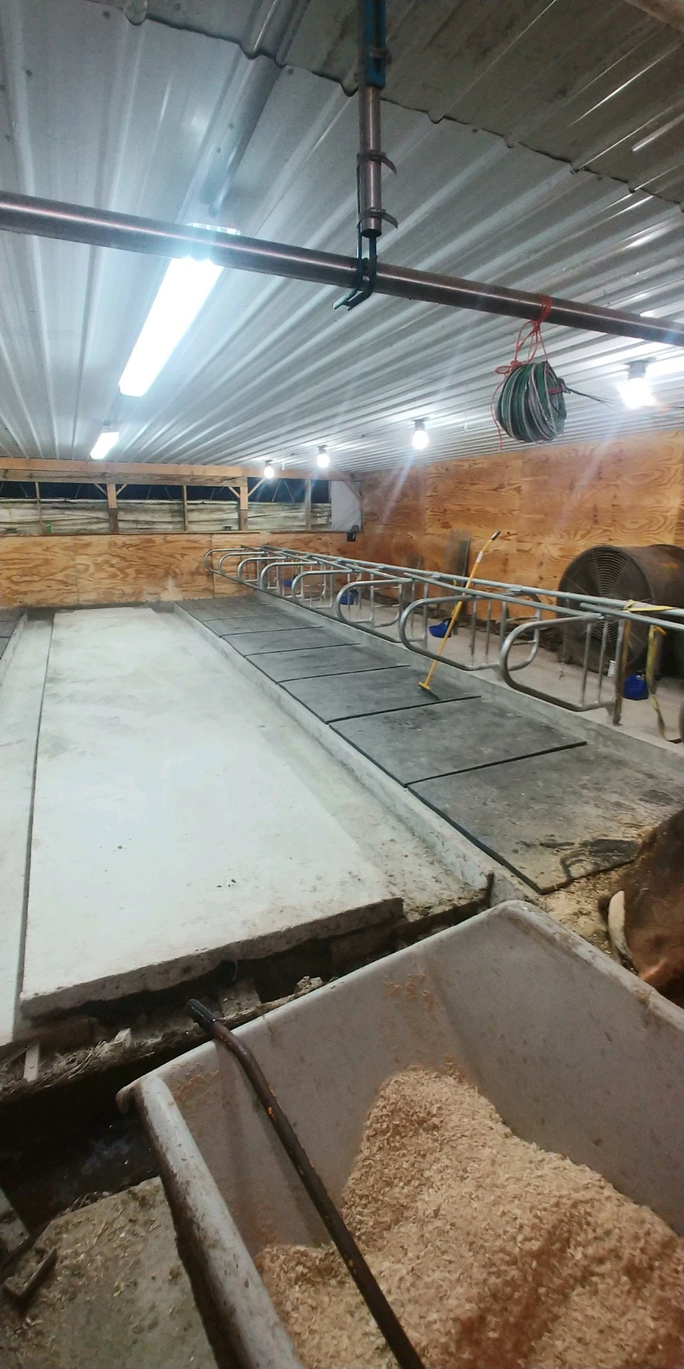 Inside the dairy barn stalls