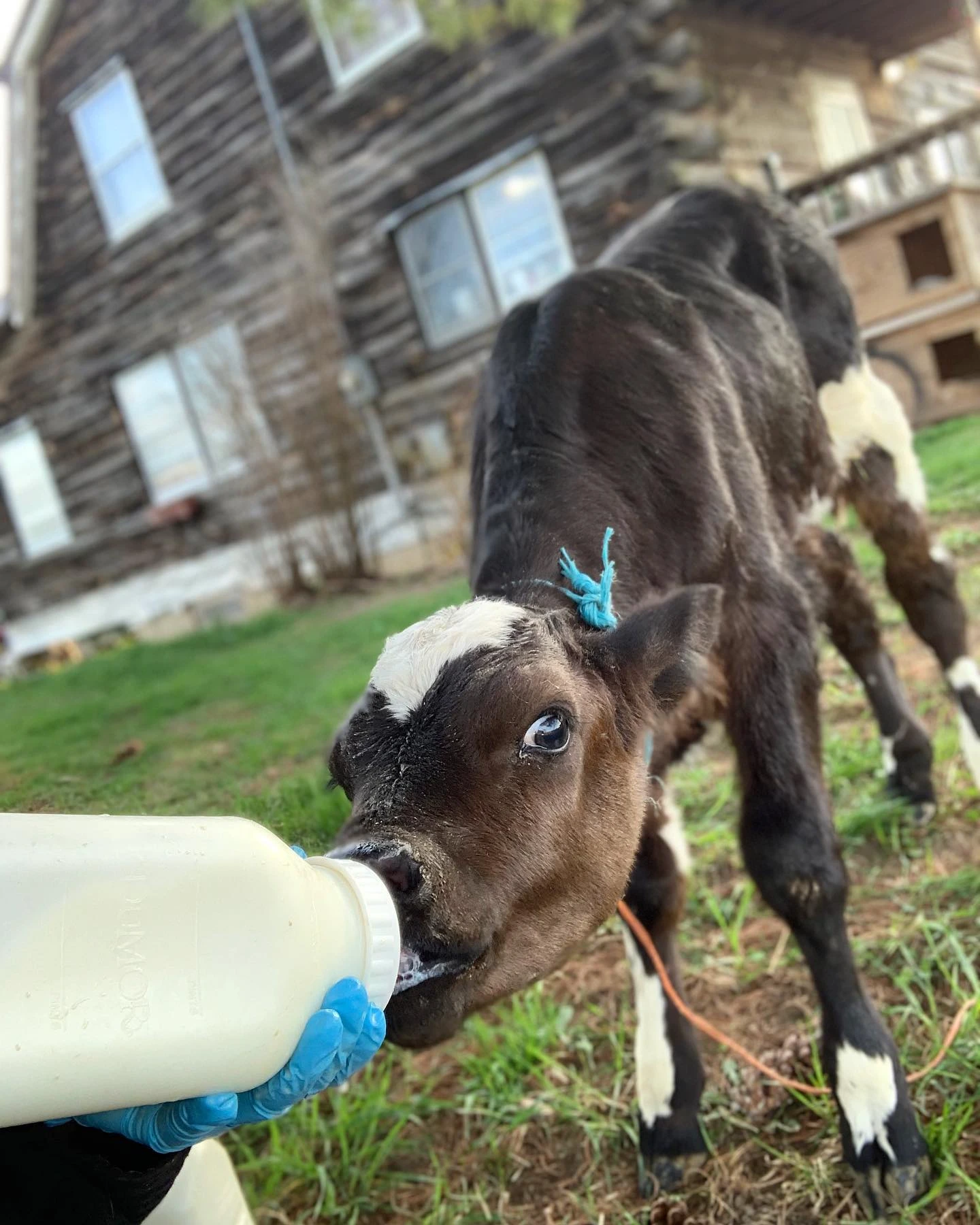 Bottle feeding a calf