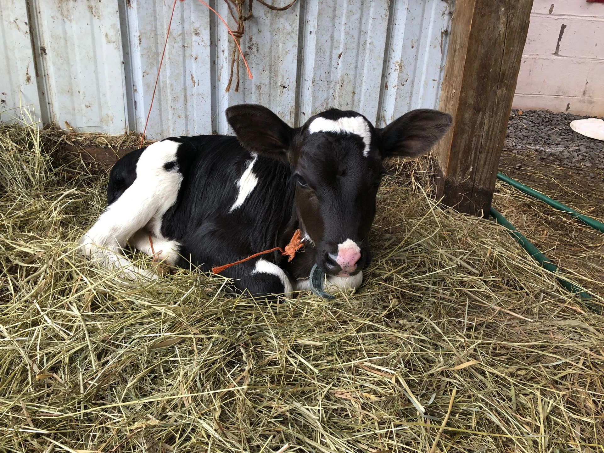 Calf resting on hay in the barn
