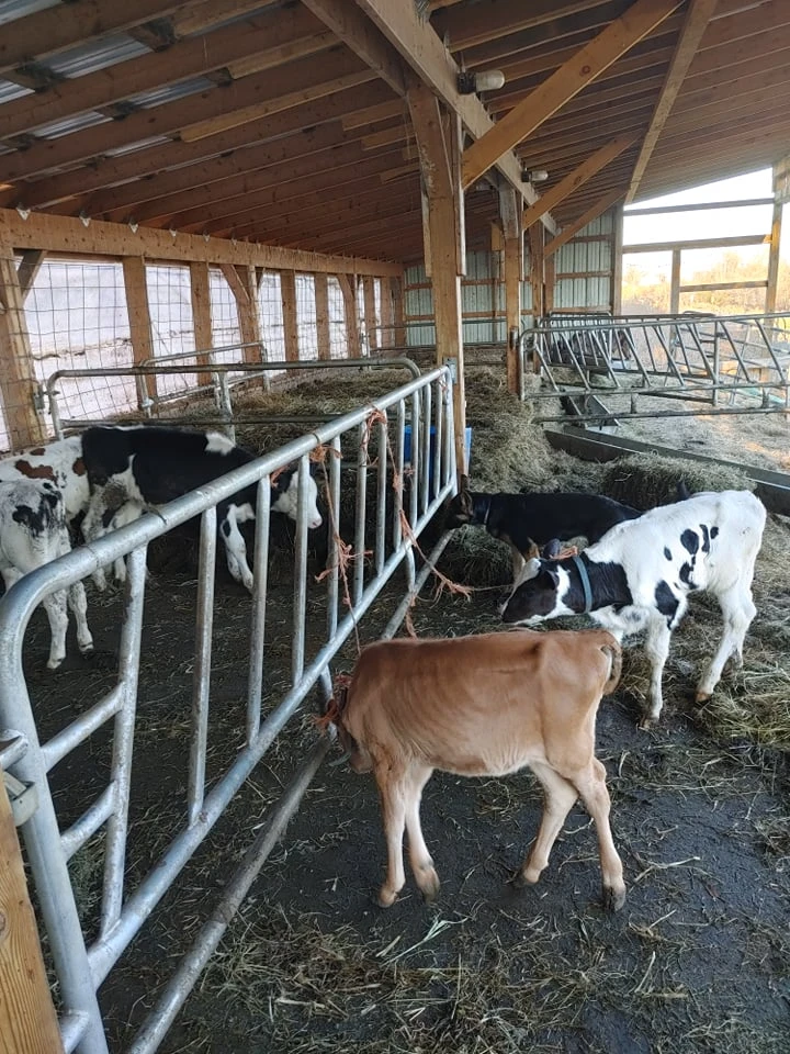 Calves in the barn