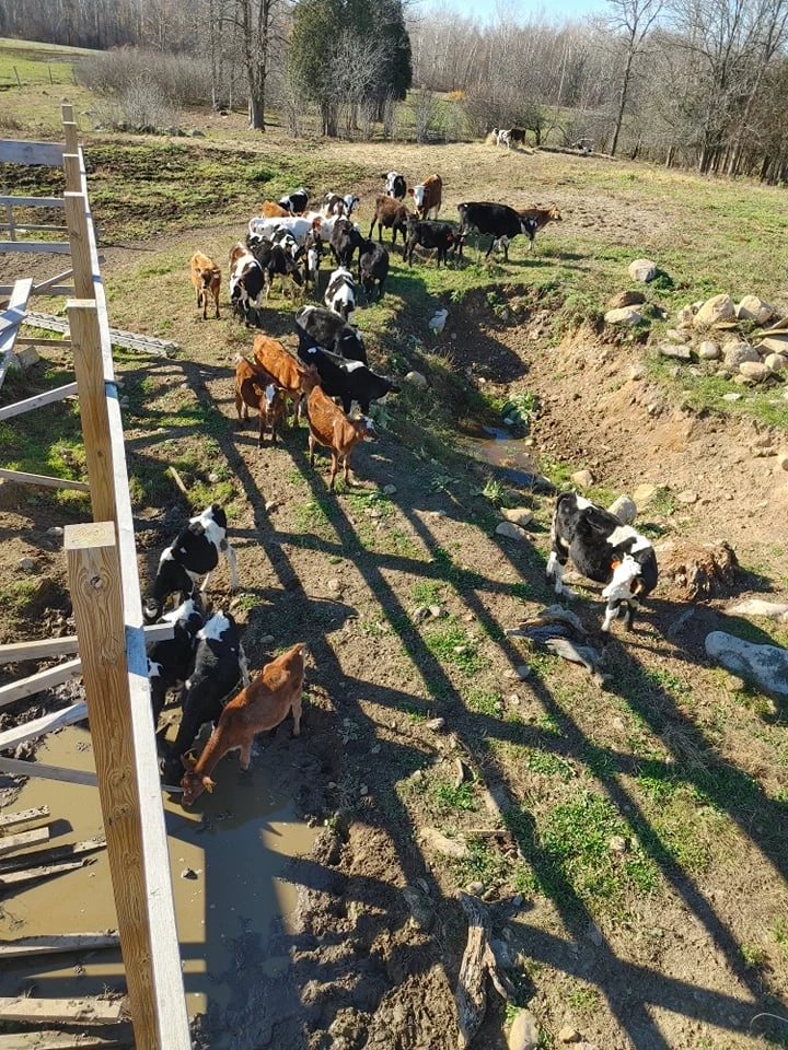 Cattle heading out to pasture