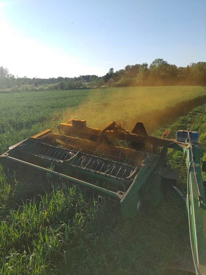 Combining hay at golden hour