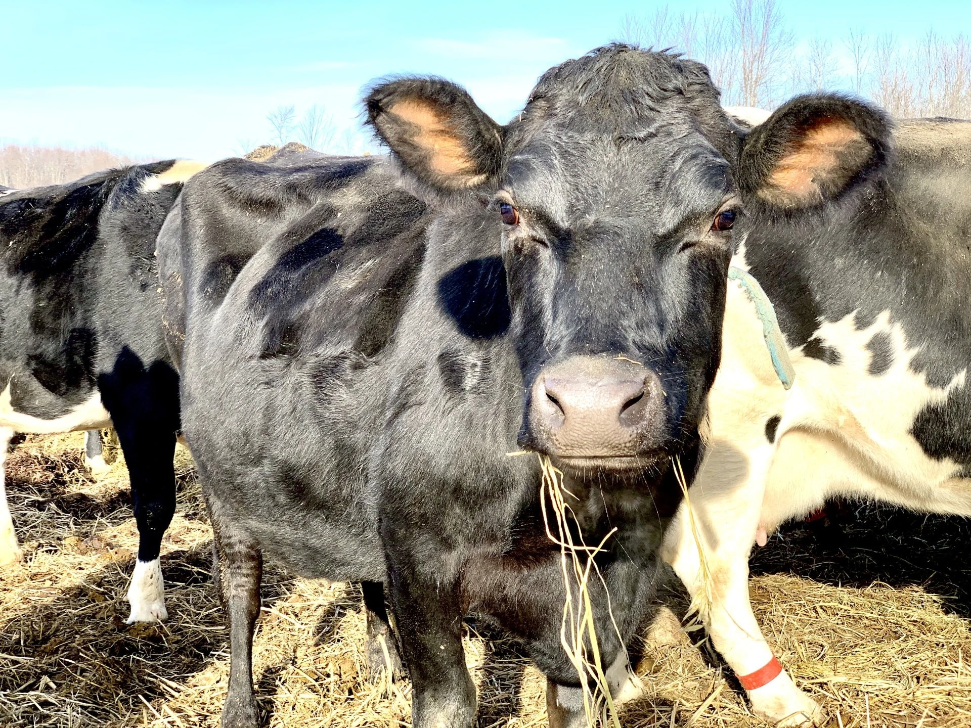 Cow chewing hay closeup