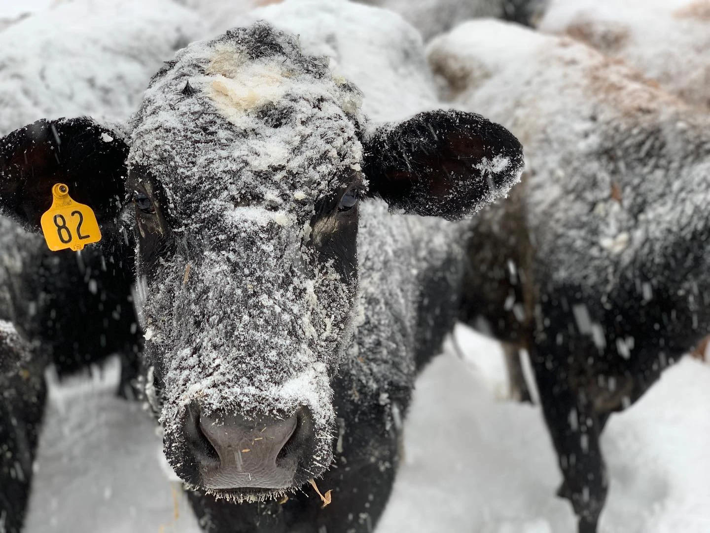 Frosty cow in a snowstorm