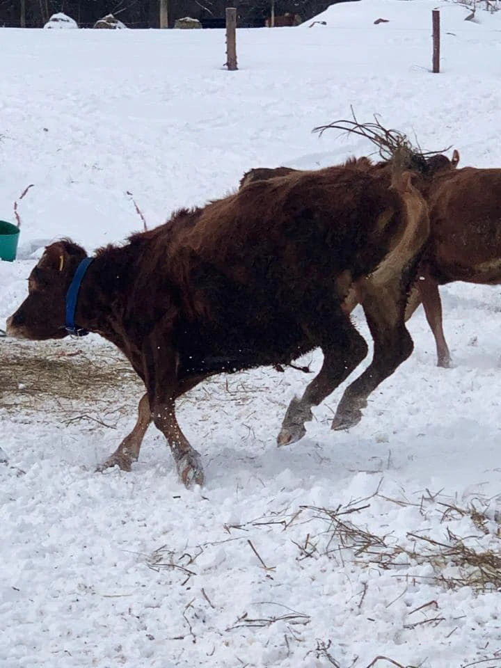 Playful cow kicking in the snow