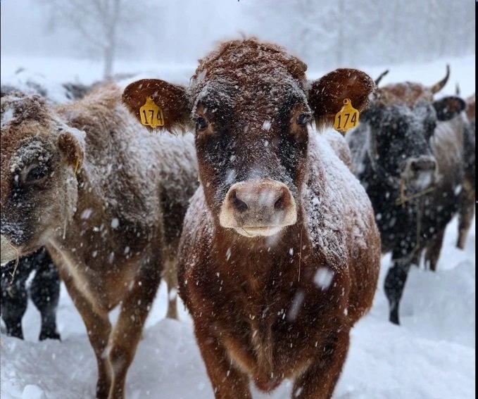 Cattle in the winter snow