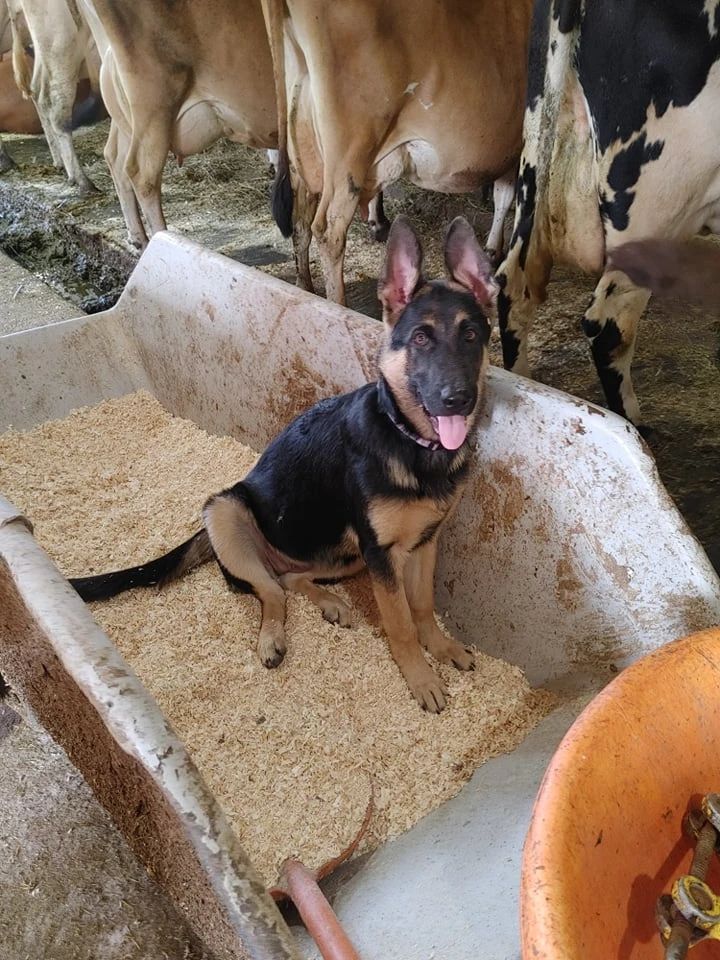 Farm dog in the barn with the cows