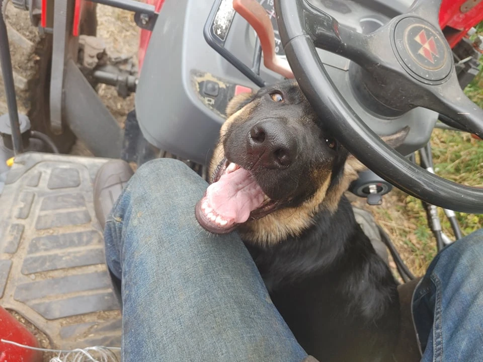 Farm dog riding along on the tractor