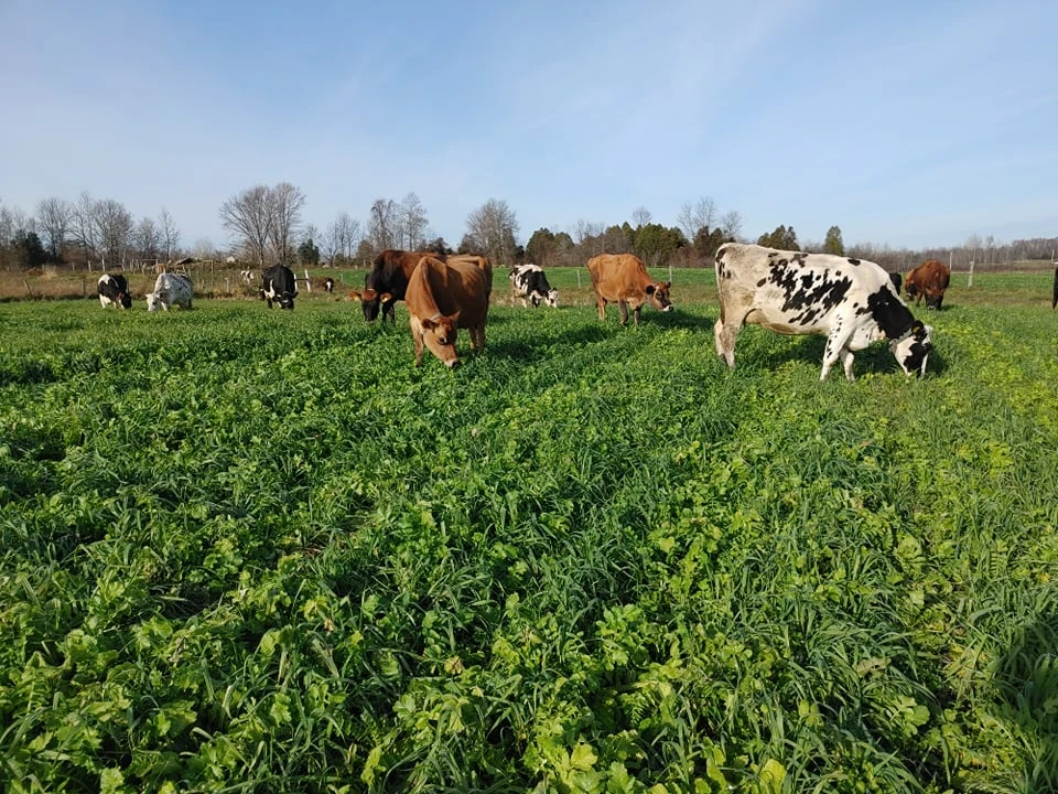 Herd grazing on clover