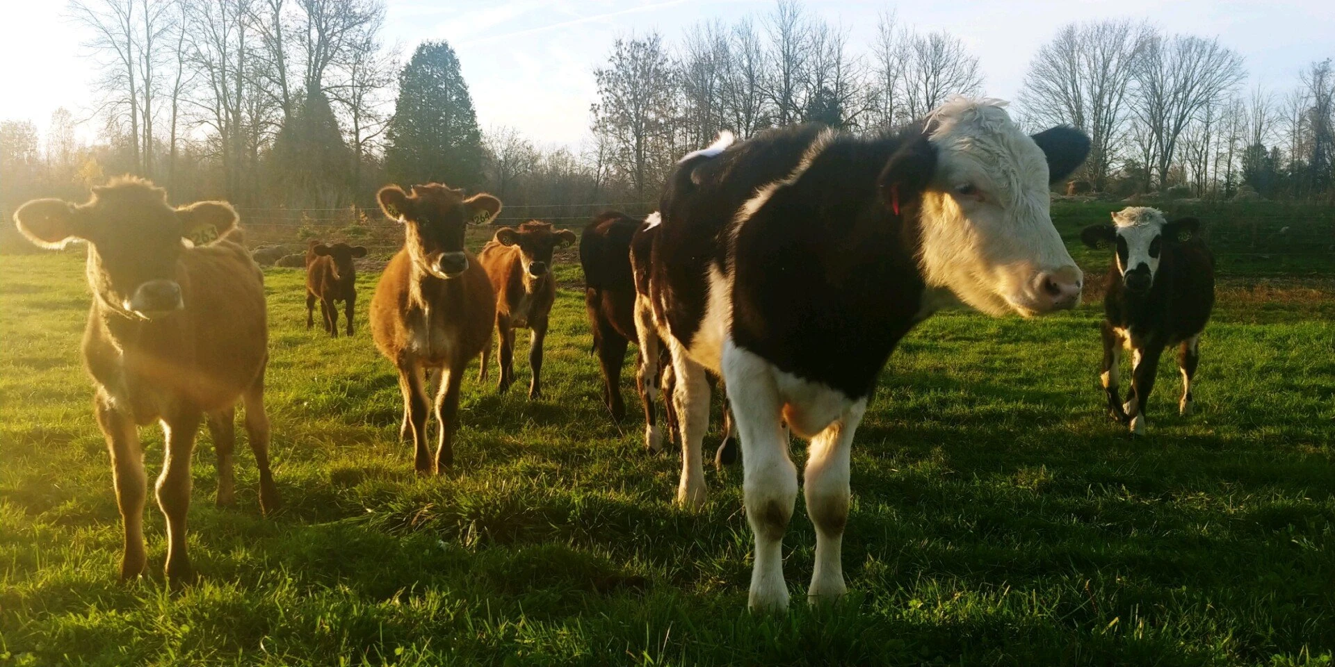 Herd of cattle at golden hour