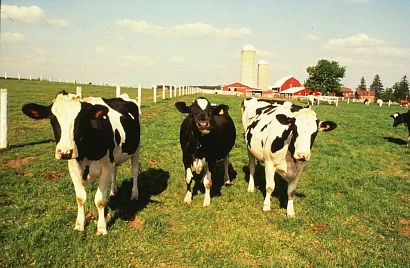 Holsteins on the farm with silos