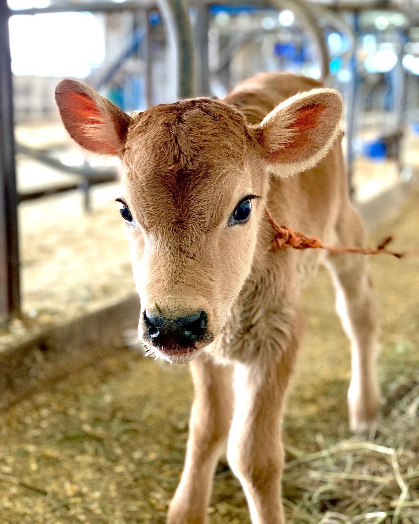 Jersey calf in the barn