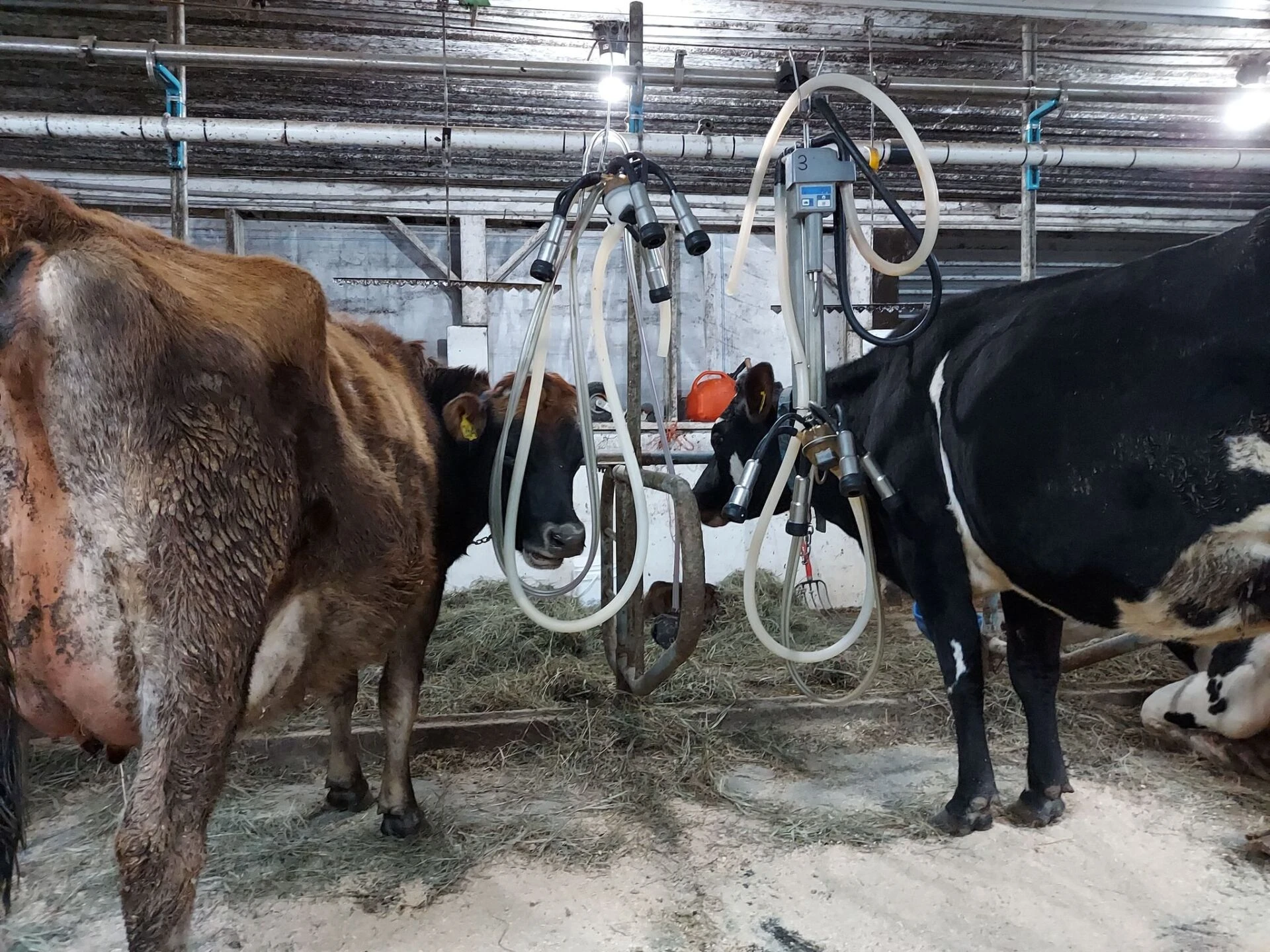 Milking time in the parlor