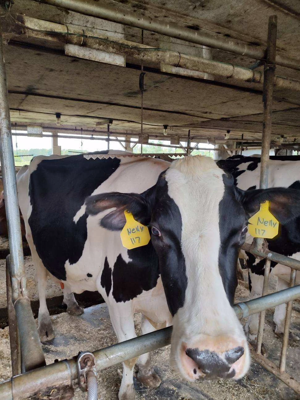 Nelly the cow up close