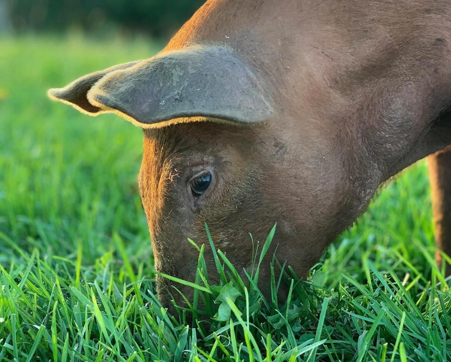 Pig grazing closeup
