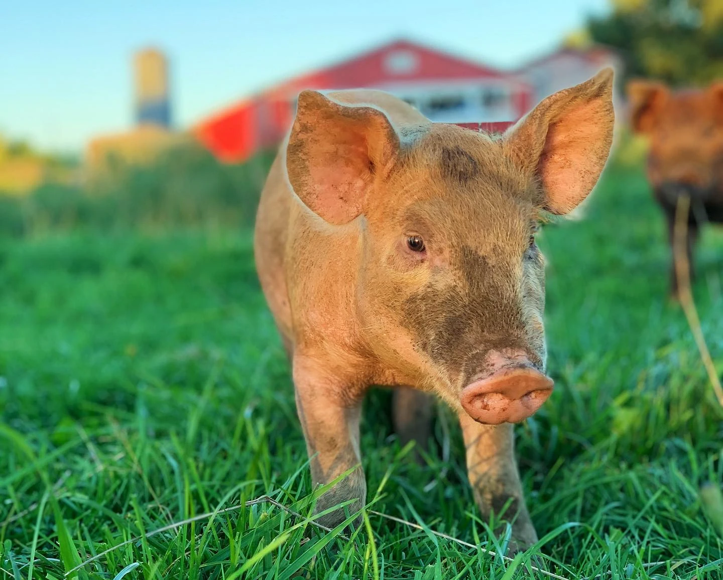 Piglet in the grass at sunset