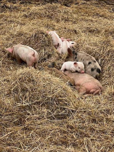Piglets nestled in straw