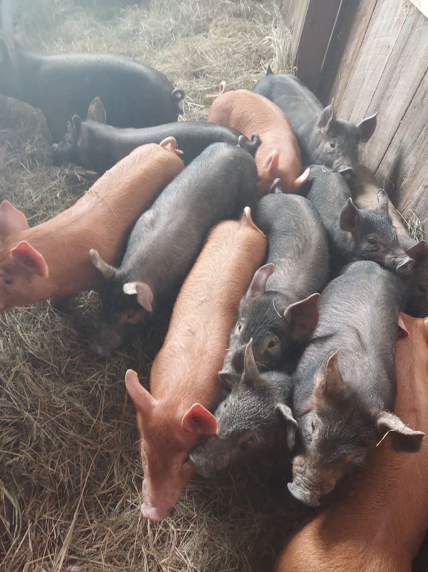 Pigs huddled in the barn on hay