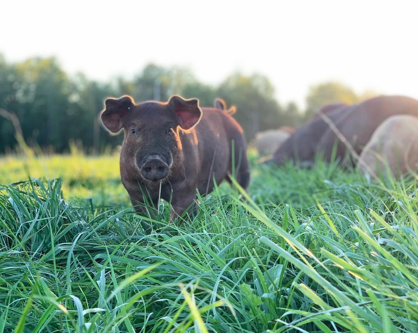 Pigs grazing on pasture