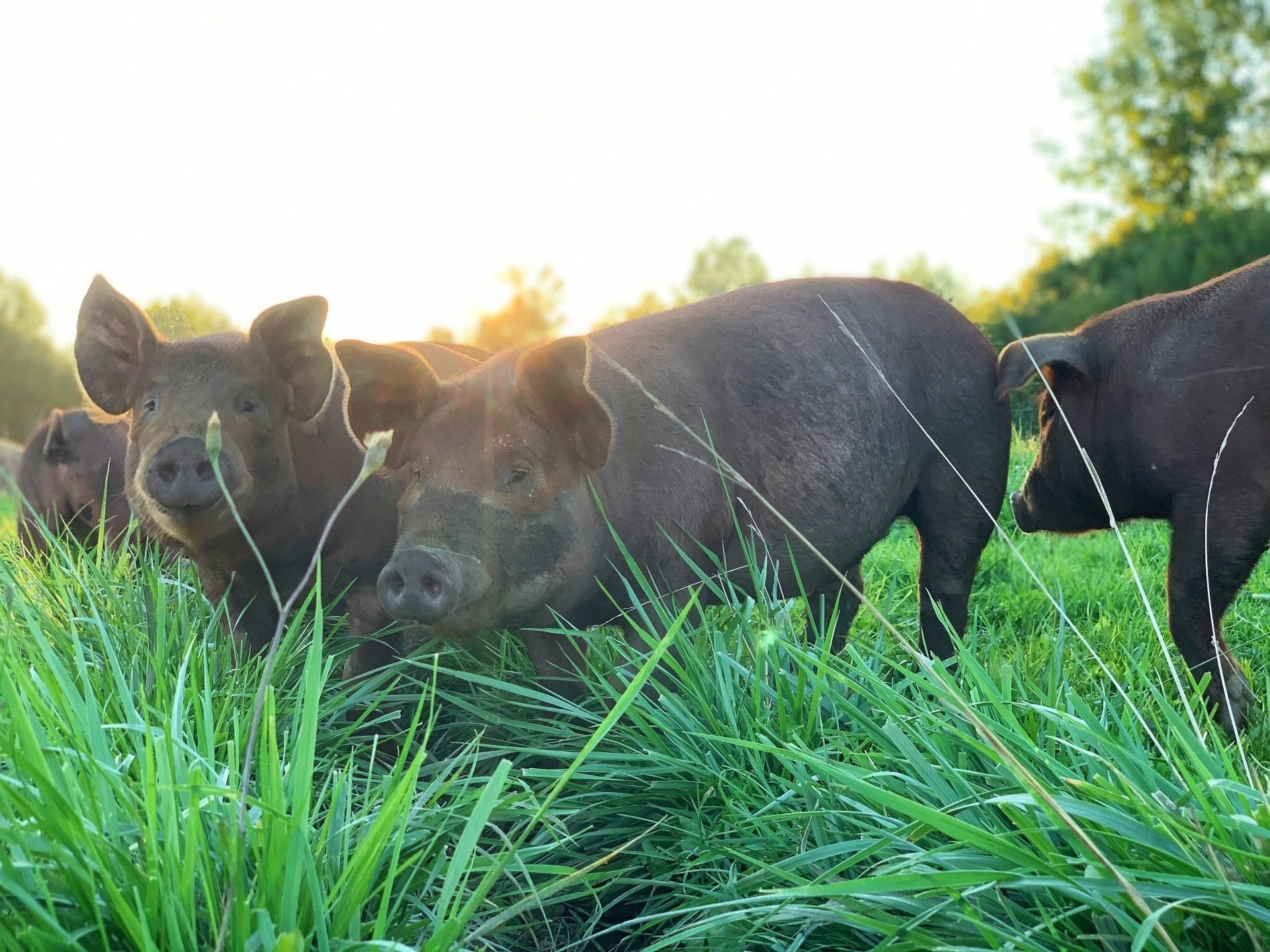 Pigs grazing in tall grass at sunset