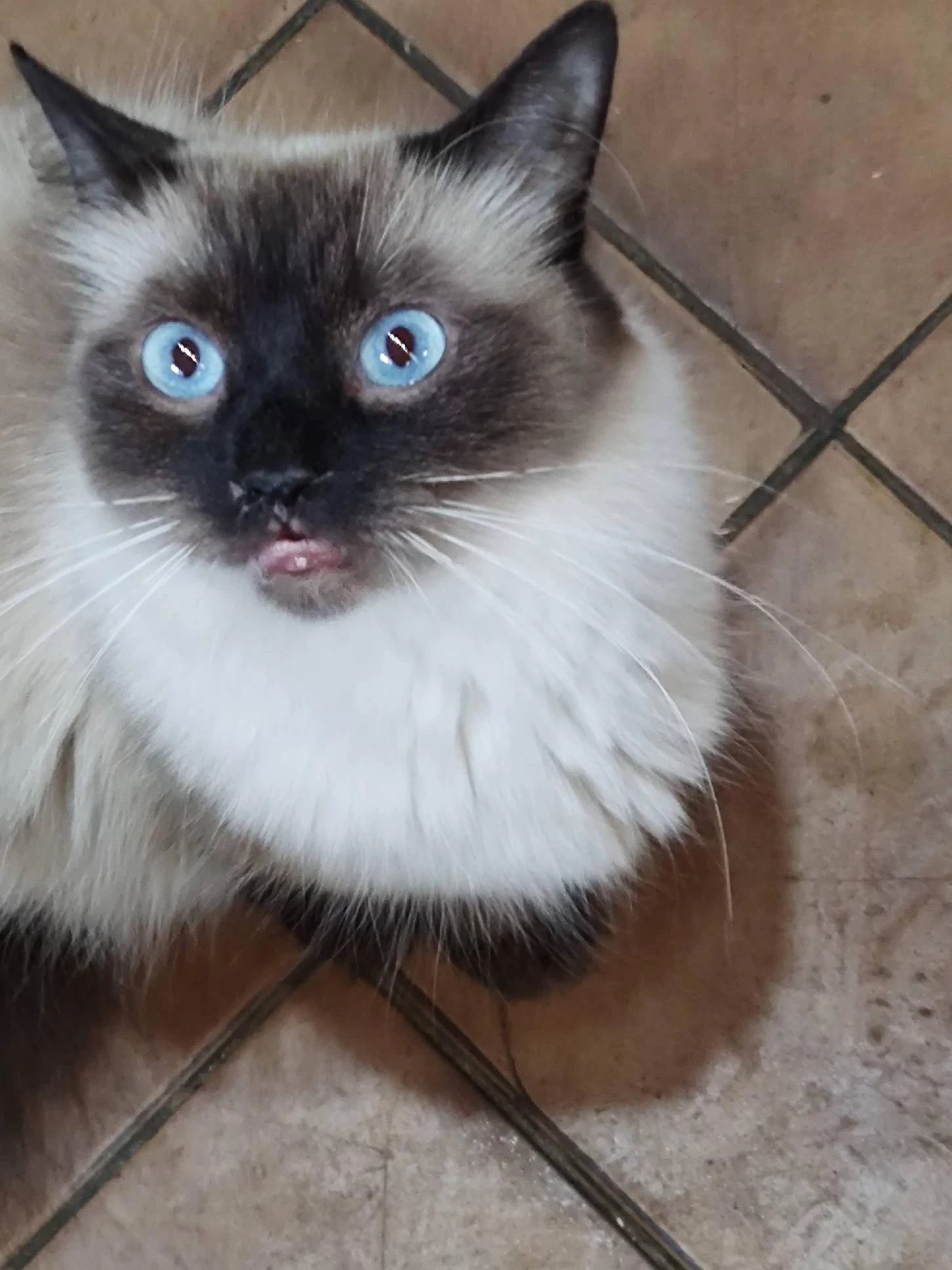 Blue-eyed Siamese farm cat