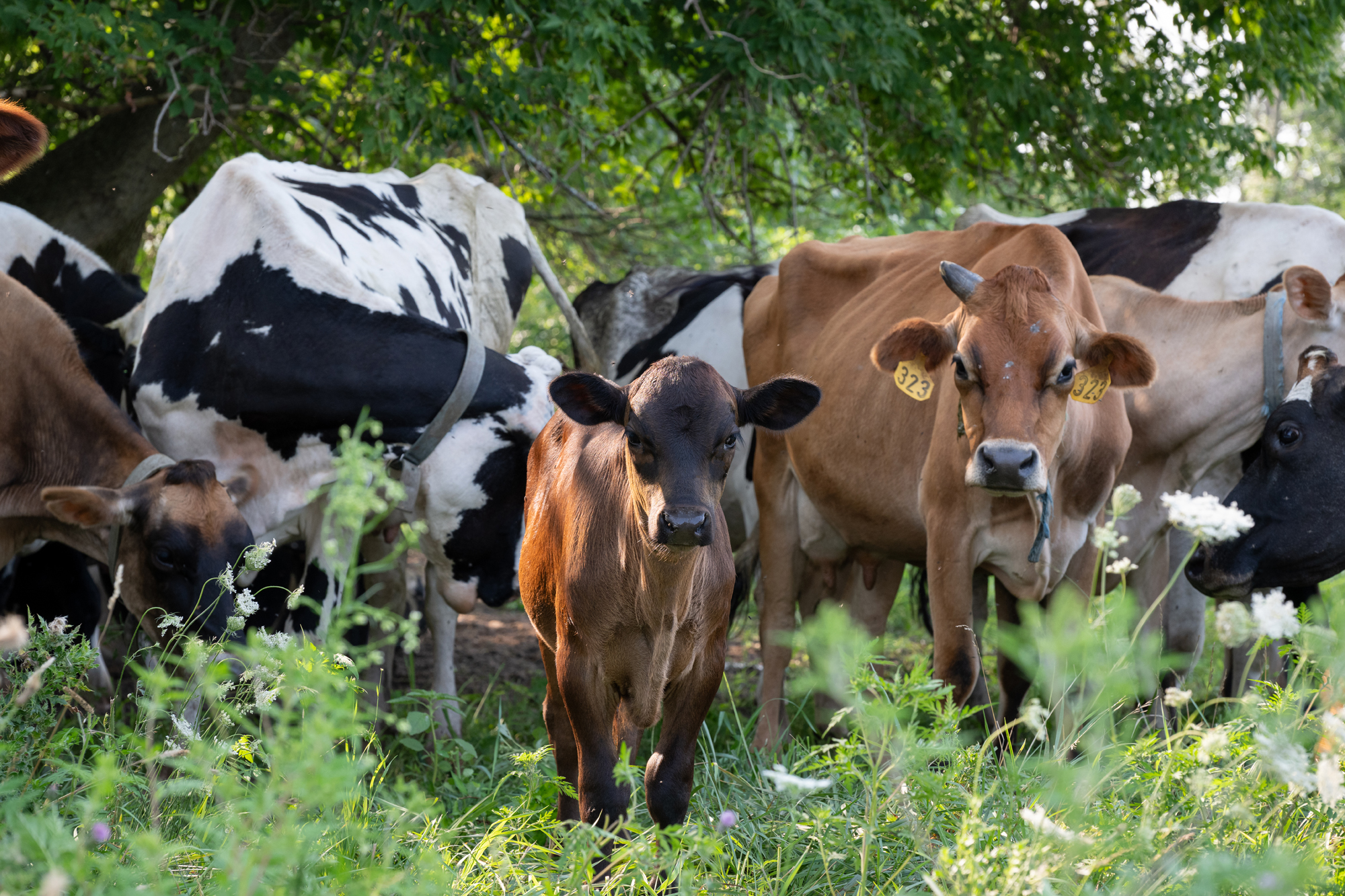 Dairy cows grazing in the pasture